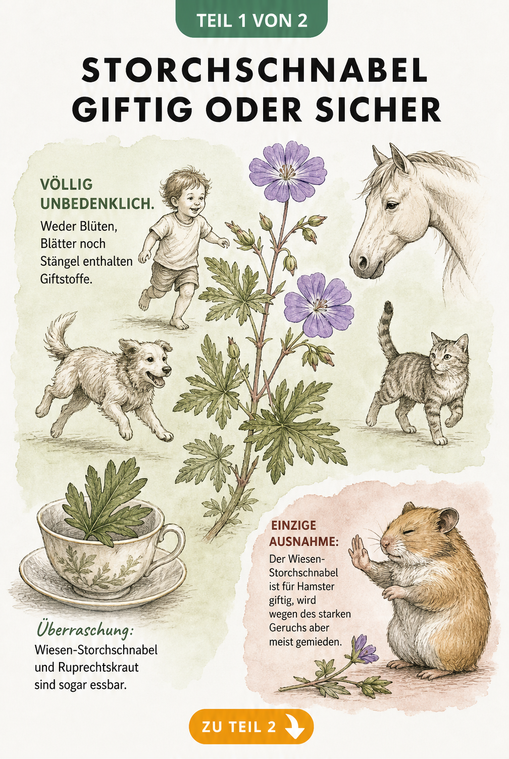 Botanische Illustration eines Storchschnabels mit Silhouetten von Kind, Hund, Katze und Pferd, die die Unbedenklichkeit der Pflanze zeigen.