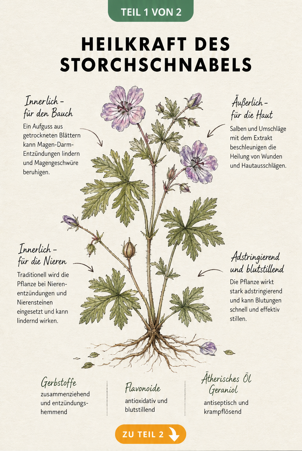 Botanische Zeichnung des Storchschnabels mit Erklärungen zu innerlichen und äußerlichen Anwendungsgebieten sowie Inhaltsstoffen