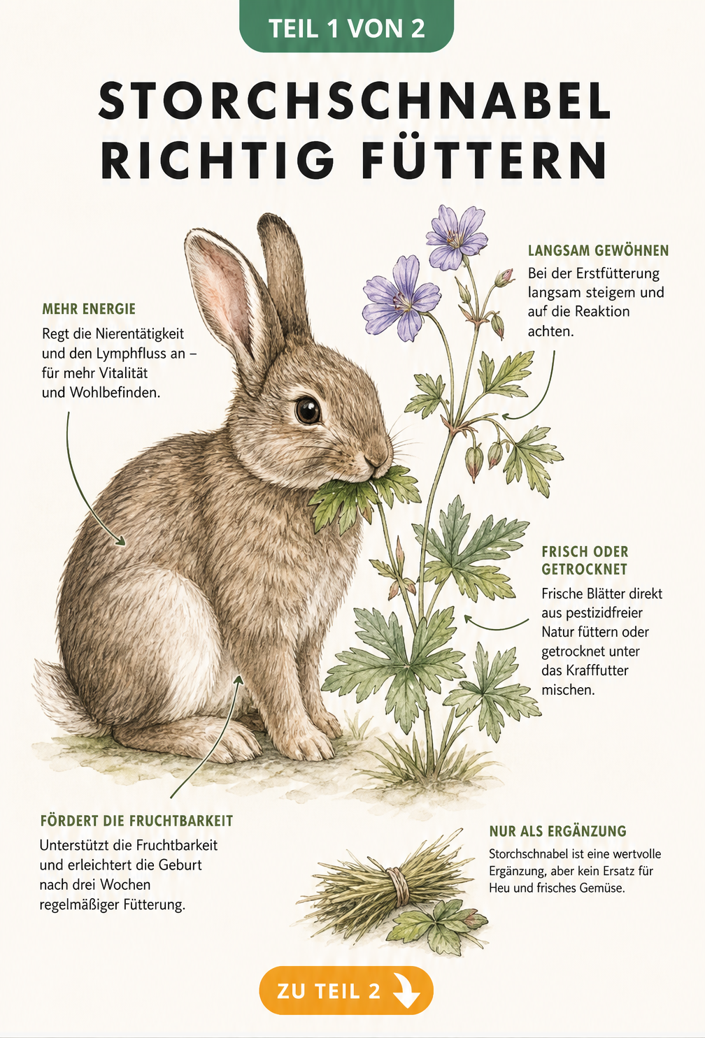 Illustration eines Kaninchens, das Storchschnabel frisst, mit Hinweisen zur gesundheitlichen Wirkung und Fütterungsregeln.