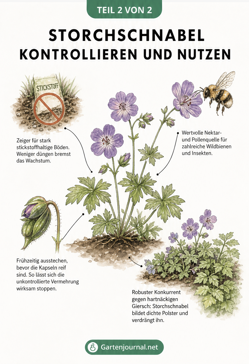 Illustration eines blühenden Storchschnabels mit Wildbiene, geschlossener Knospe und Giersch als Konkurrent.
