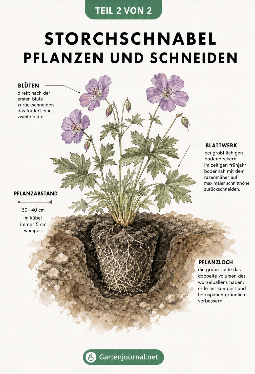Botanische Illustration eines Storchschnabels mit Wurzelballen, Pflanzloch und Hinweisen zum Rückschnitt