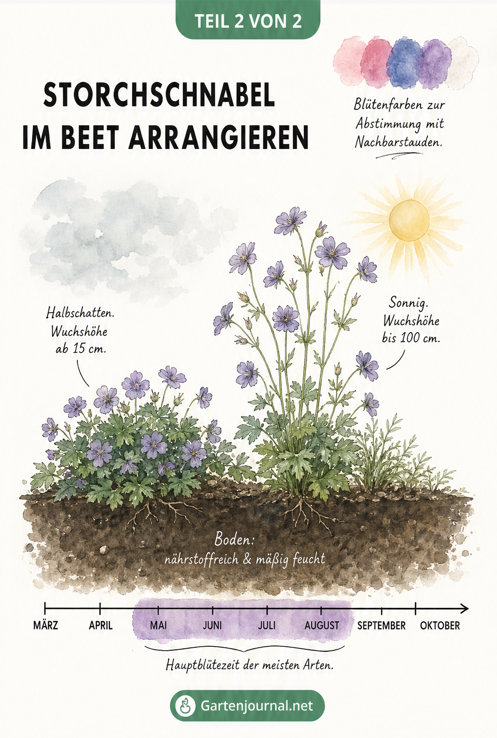 Botanische Illustration von Storchschnabel in Kombination mit Rosen, Sonnenhut und Frauenmantel