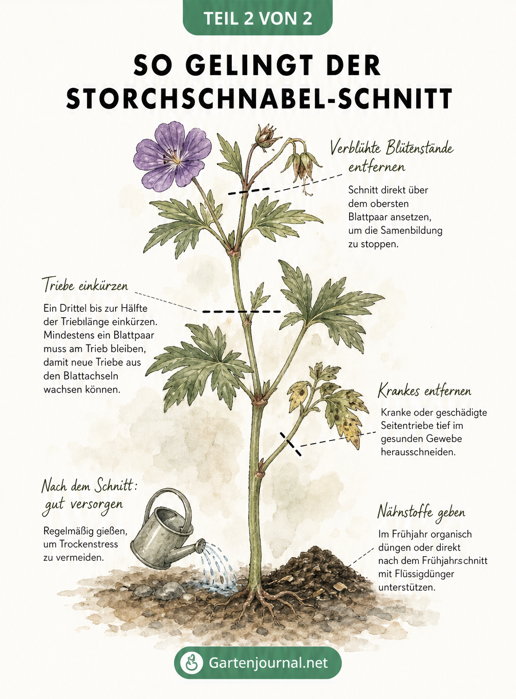 Detaillierte Zeichnung eines Storchschnabel-Triebes mit Markierungen für den richtigen Schnitt und Pflegehinweisen