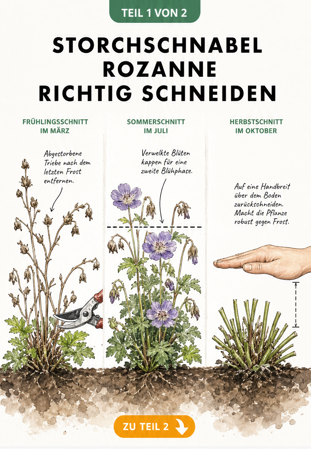 Illustration der drei Schnittzeitpunkte für Storchschnabel Rozanne: Frühlingsschnitt, Sommerschnitt und Herbstschnitt.
