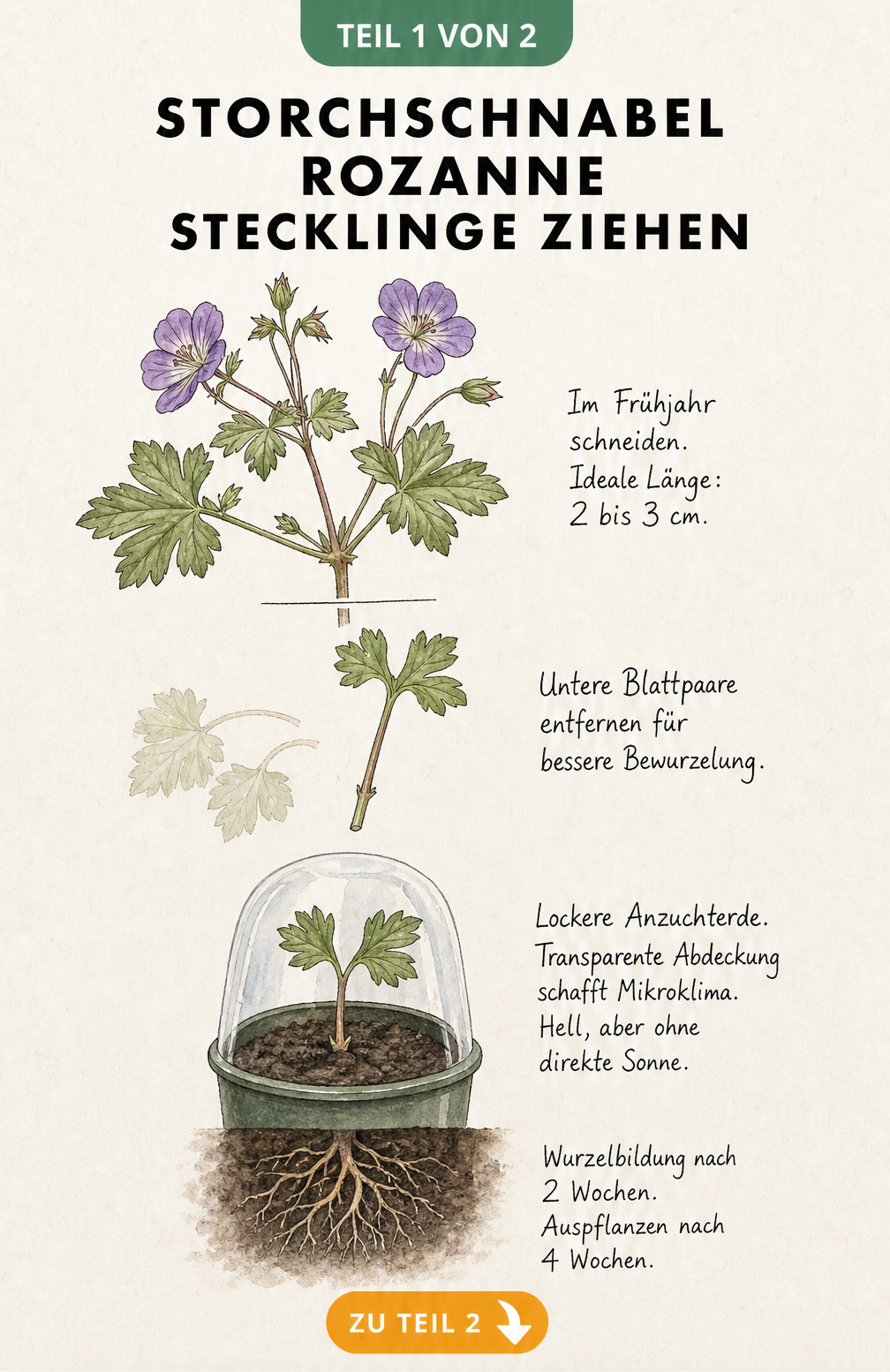Botanische Skizze zur Vermehrung von Storchschnabel Rozanne durch Stecklinge, die den Schnitt, das Entfernen der Blätter und das Einpflanzen in Anzuchterde...