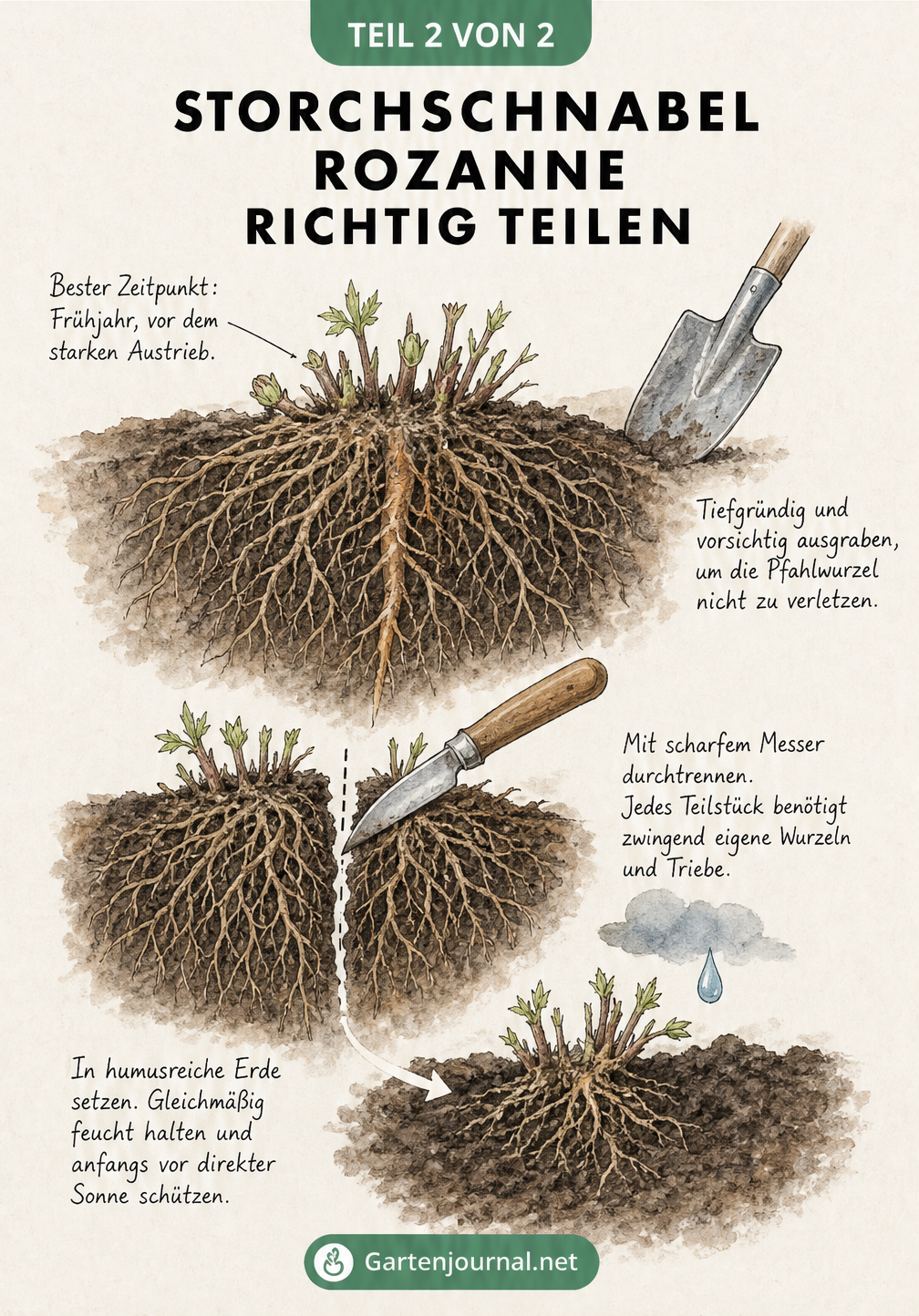 Illustration eines Wurzelballens vom Storchschnabel Rozanne im Erdreich, der mit einem scharfen Messer geteilt wird, um die Pflanze zu vermehren.
