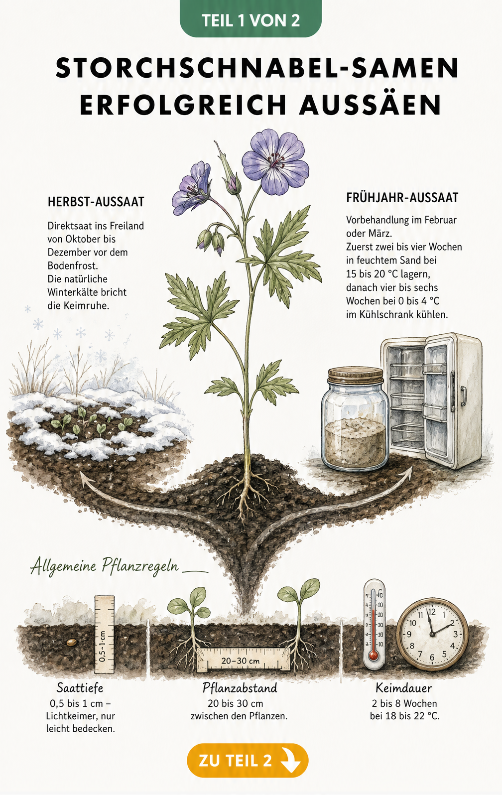 Botanische Illustration zur Aussaat von Storchschnabel-Samen im Herbst und Frühjahr mit Angaben zu Saattiefe und Pflanzabstand