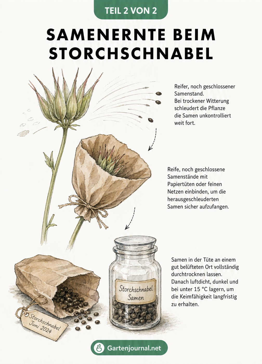 Detailzeichnung der Samenernte beim Storchschnabel mit Papiertüte am Samenstand und luftdichter Lagerung