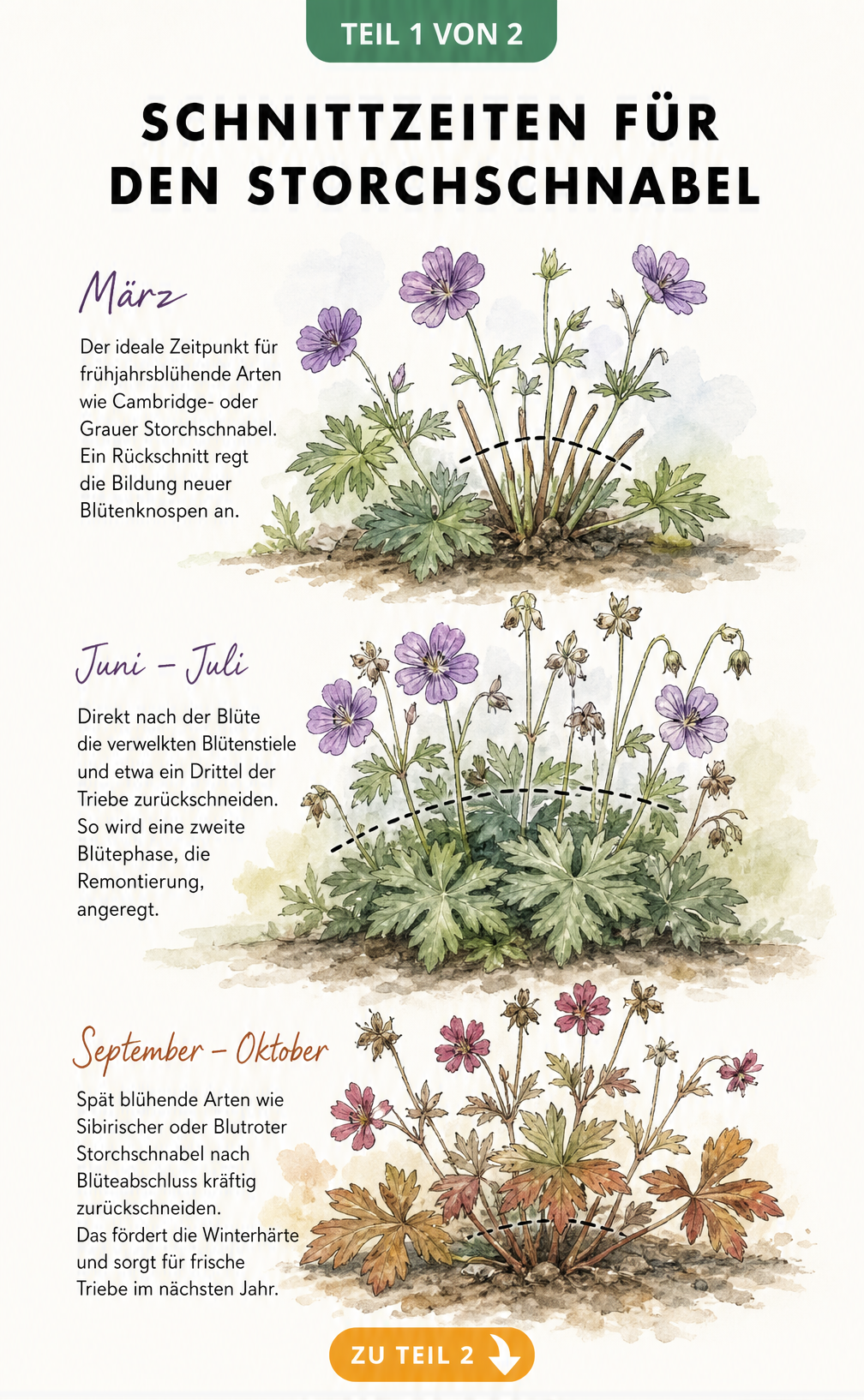 Botanische Illustration des Storchschnabels im Jahresverlauf mit Schnittzeiten für Frühling, Sommer und Herbst