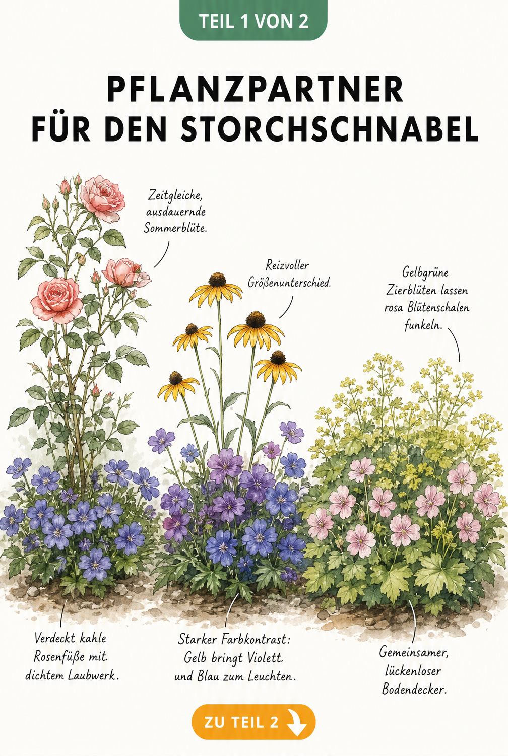 Aquarell-Skizze eines Gartenbeets mit Storchschnabel, der Standortbedingungen, Wuchshöhen und Blütezeiten zeigt