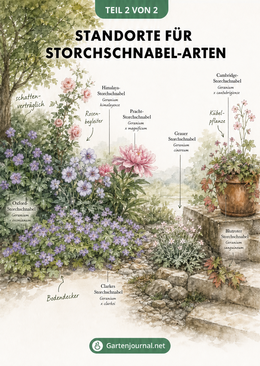 Querschnitt einer Gartenlandschaft mit idealen Standorten für verschiedene Storchschnabel-Arten
