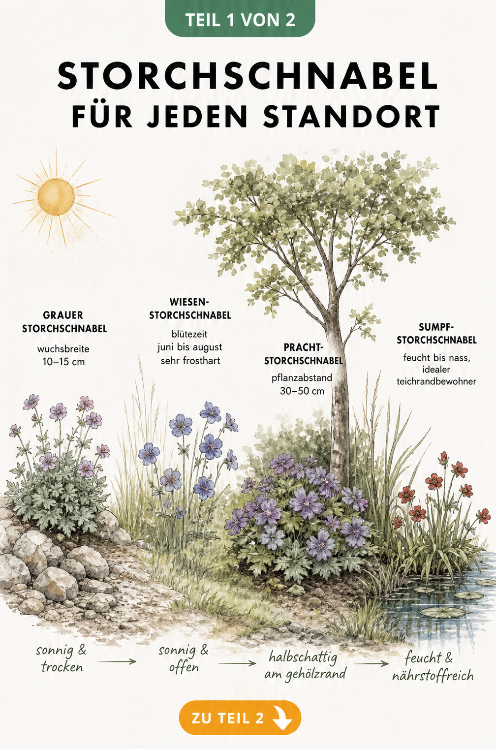 Querschnitt einer Gartenlandschaft mit verschiedenen Storchschnabel-Arten an sonnigen, halbschattigen und feuchten Standorten