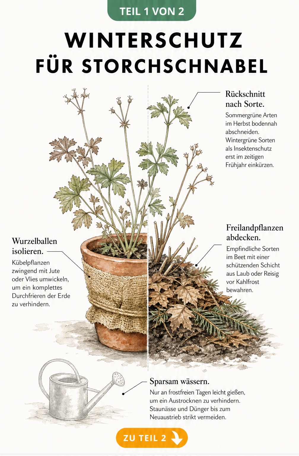 Botanische Illustration eines Storchschnabels im Winter mit Tipps zum Winterschutz für Kübel- und Freilandpflanzen