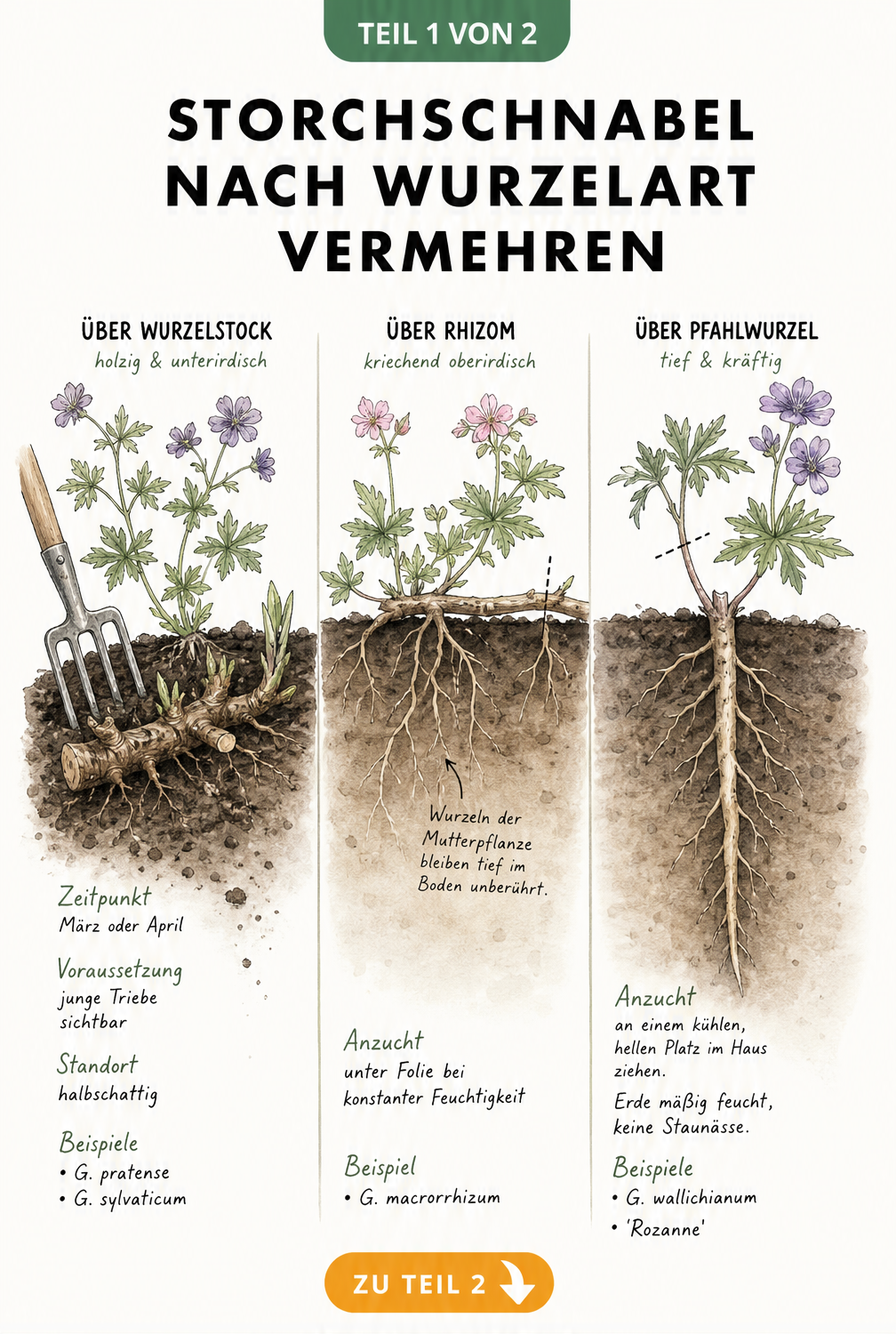 Illustration der Wurzelarten von Storchschnabel: holziger Wurzelstock, kriechendes Rhizom und Pfahlwurzel
