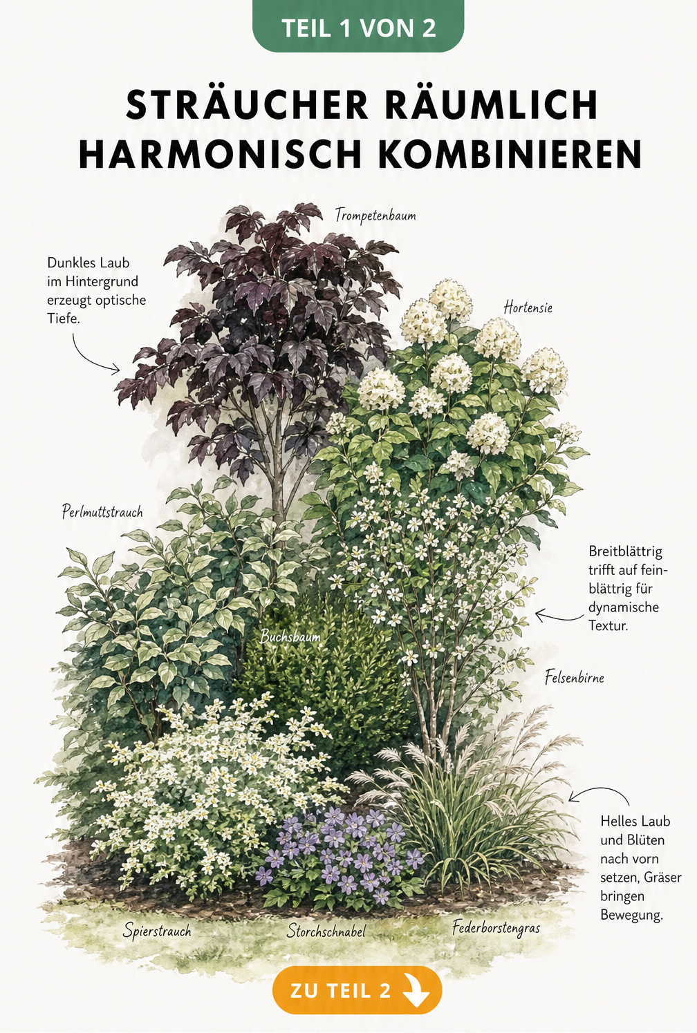 Illustration eines Gartenbeets mit Sträuchern in drei Höhenebenen, die den Kontrast von Blattstrukturen und räumlicher Tiefe zeigen