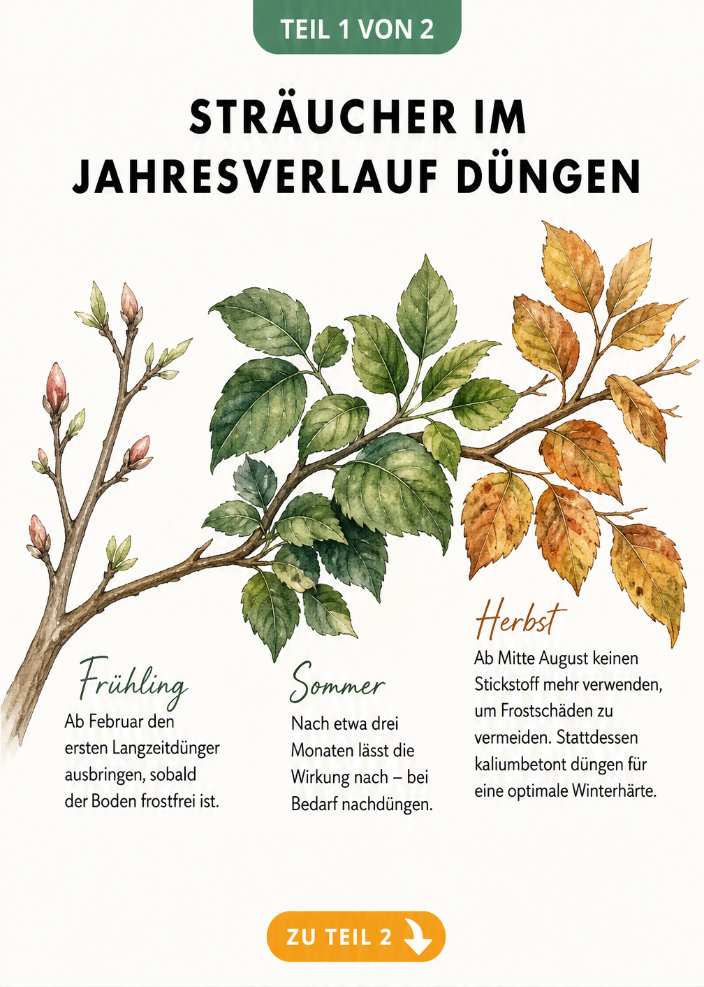 Aquarell-Illustration eines Astes, der die Düngung von Sträuchern im Jahresverlauf von Frühling bis Herbst zeigt
