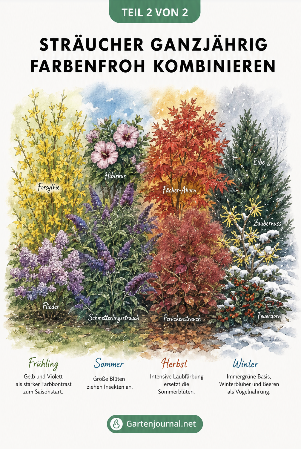 Zeichnung eines Strauchbeets im Jahresverlauf, von Frühlingsblühern über Sommerblüten und Herbstlaub bis zu Winterbeeren