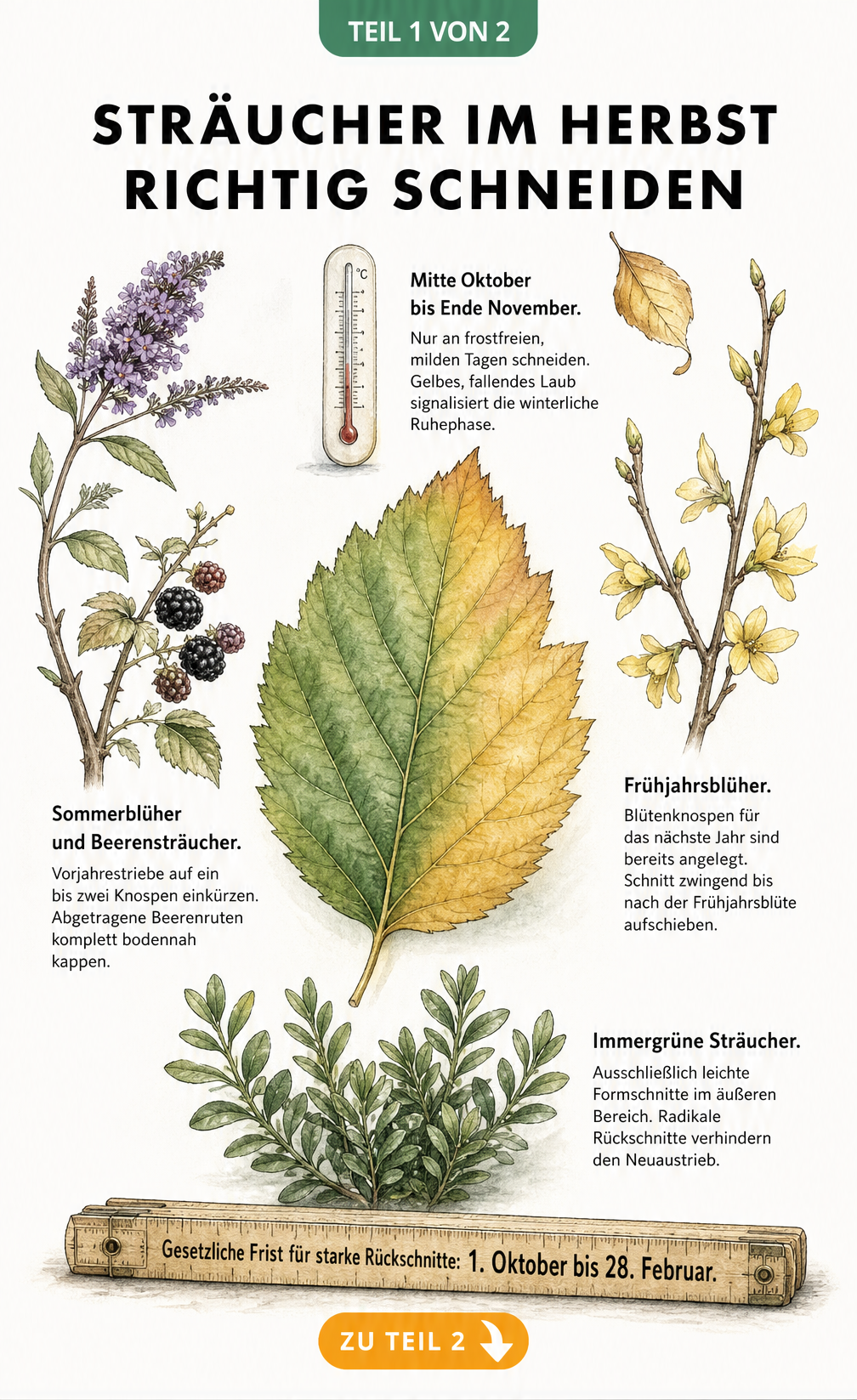 Illustration eines Herbstblattes mit Thermometer und verschiedenen Strauchzweigen, die den richtigen Schnittzeitpunkt und die Schnittregeln für Sommerblüher,...
