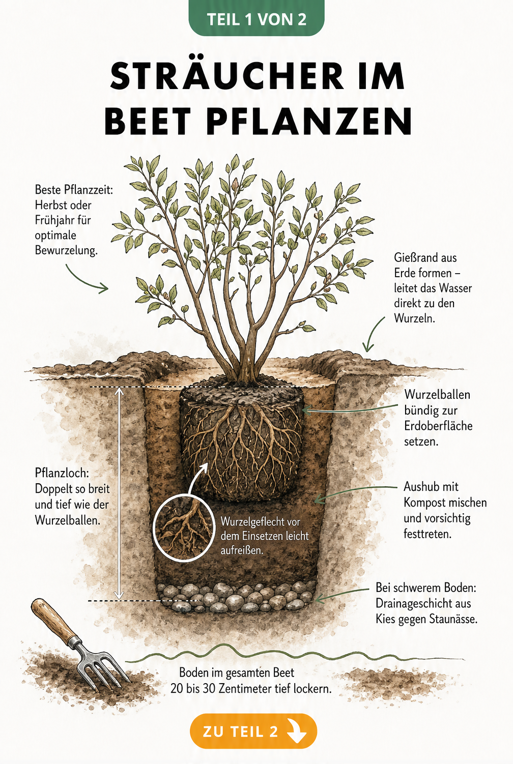 Querschnitt eines Pflanzlochs mit einem Strauch, der in die Erde gesetzt wird, inklusive Gießrand und Drainageschicht.