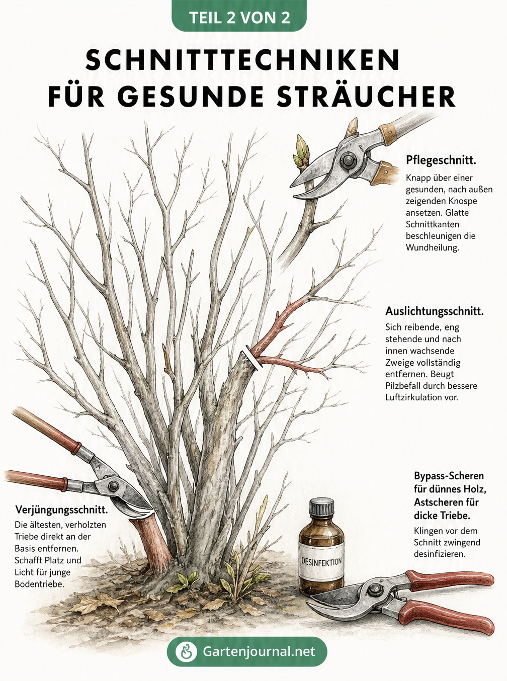 Detaillierte Zeichnung eines unbelaubten Strauchs, die Verjüngungsschnitt, Auslichtungsschnitt und Pflegeschnitt mit einer Gartenschere demonstriert.