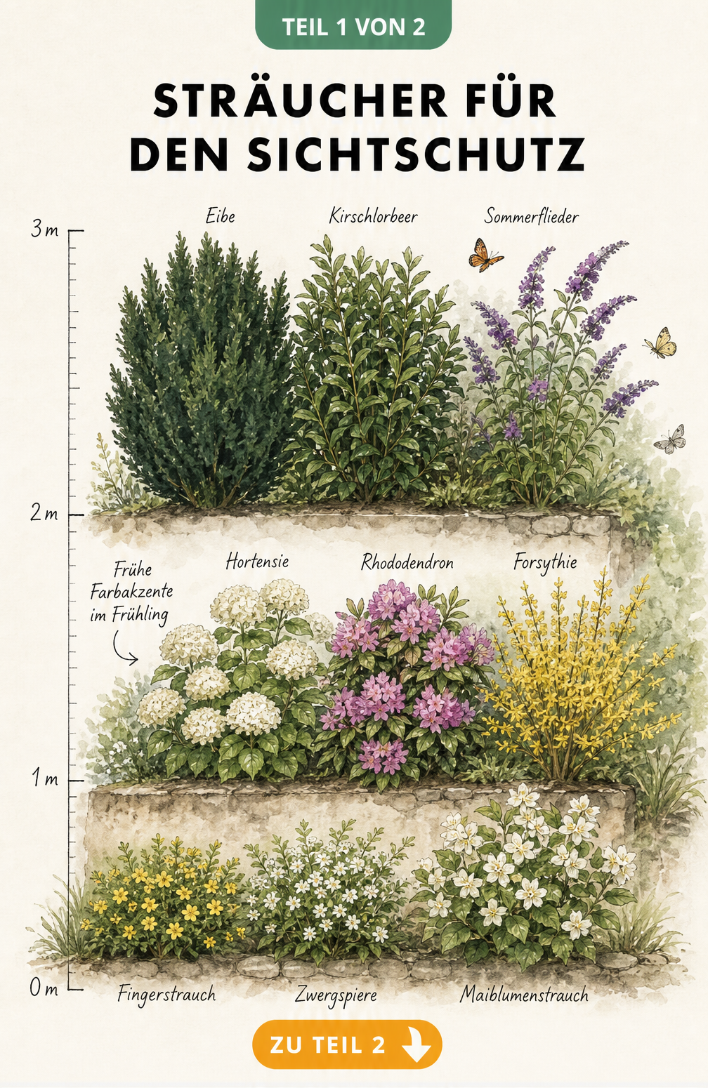 Handgezeichnete Querschnitt-Ansicht eines Gartenbeets mit blühenden Sträuchern in drei Höhenstufen für den Sichtschutz