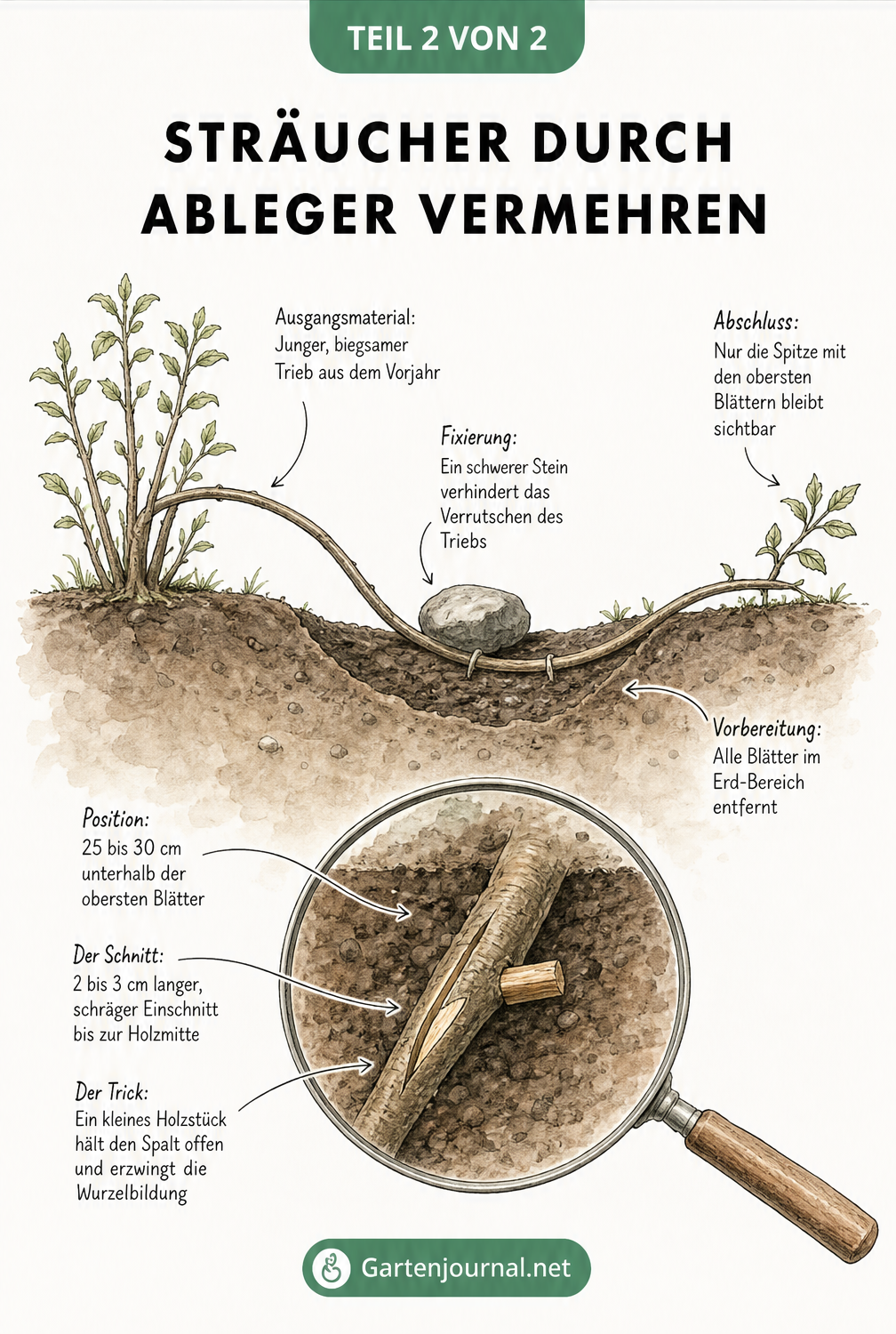 Querschnitt durch den Gartenboden zeigt die Vermehrung eines Strauchs durch einen Ableger