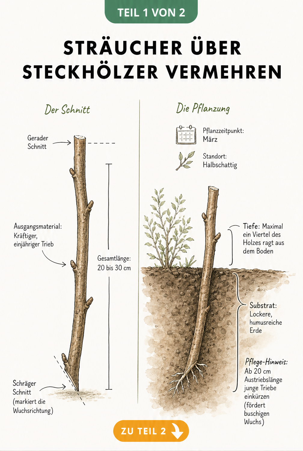Illustration eines Steckholzes mit Schnittmarkierungen und Pflanzung im Erdboden