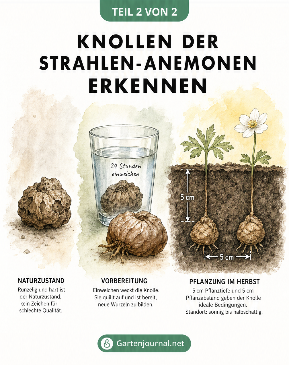 Illustration der Strahlen-Anemonen-Knolle: vom harten Naturzustand über das Einweichen bis zur Pflanzung