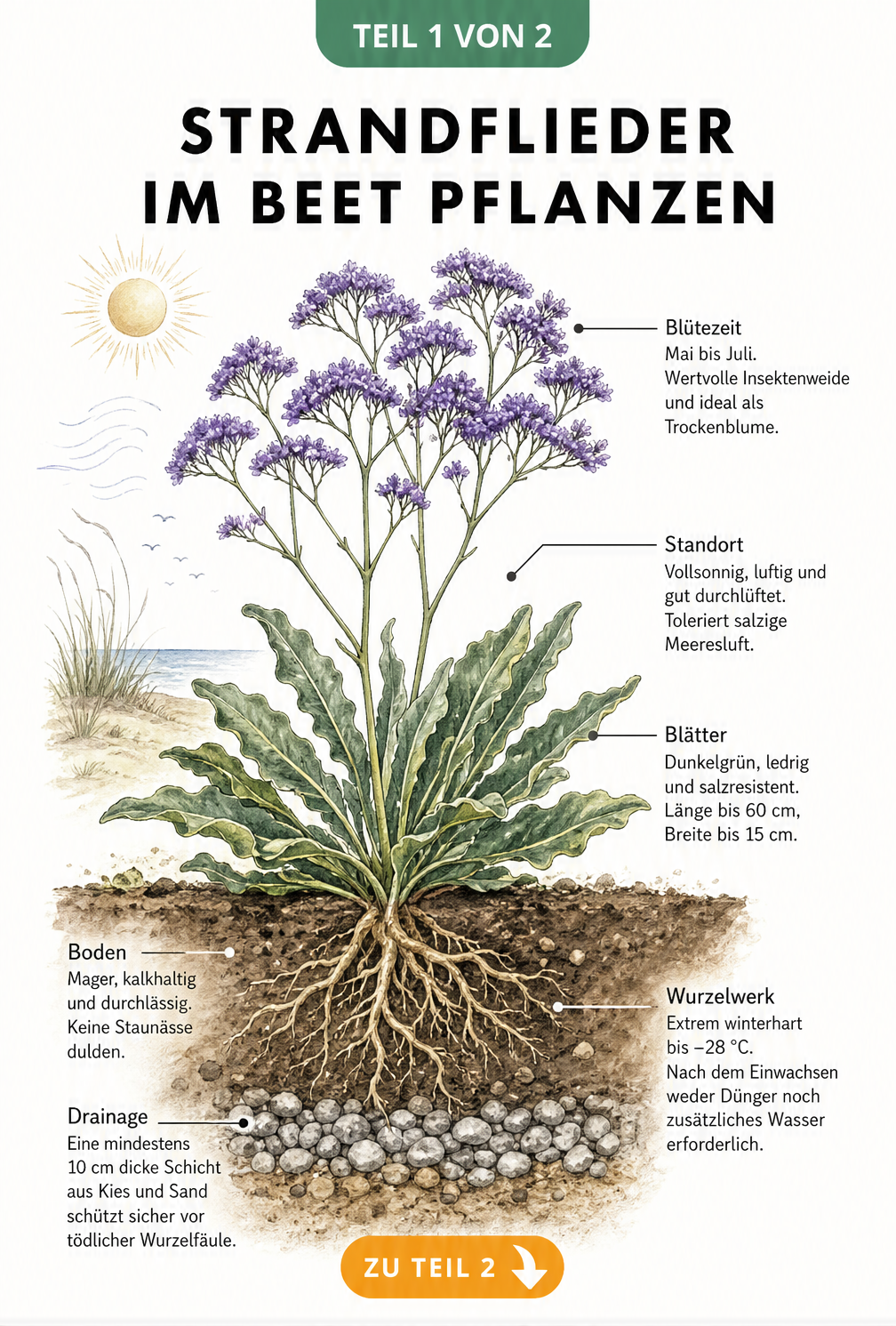 Botanische Querschnitt-Illustration eines Strandflieders im Beet mit Wurzeln, Blattrosette und Blütenrispen
