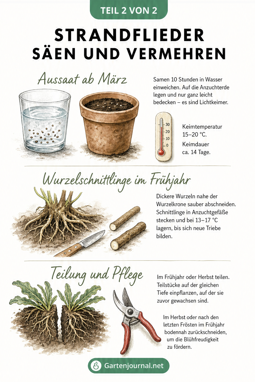 Illustration der drei Vermehrungsarten von Strandflieder: Aussaat, Wurzelschnittlinge und Teilung