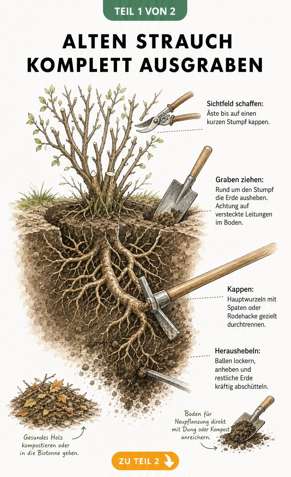 Illustration eines tief verwurzelten Strauchs im Querschnitt, der mit Gartenschere, Spaten und Rodehacke schrittweise ausgegraben wird.