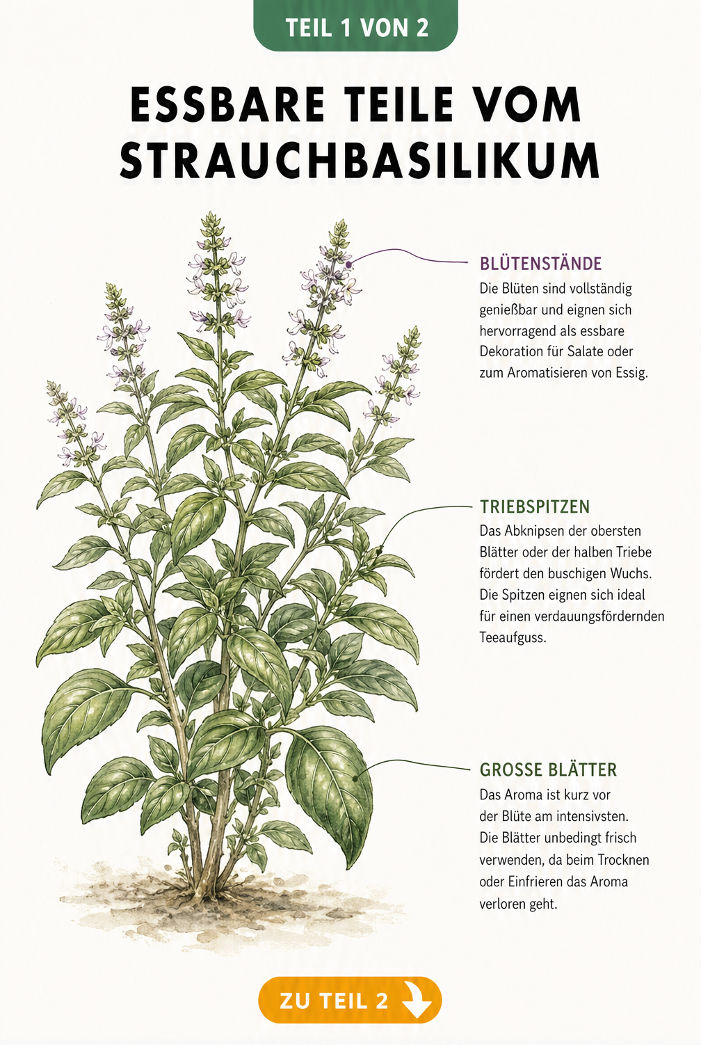 Botanische Illustration eines Strauchbasilikums mit Hinweisen zu essbaren Blüten, Triebspitzen und Blättern