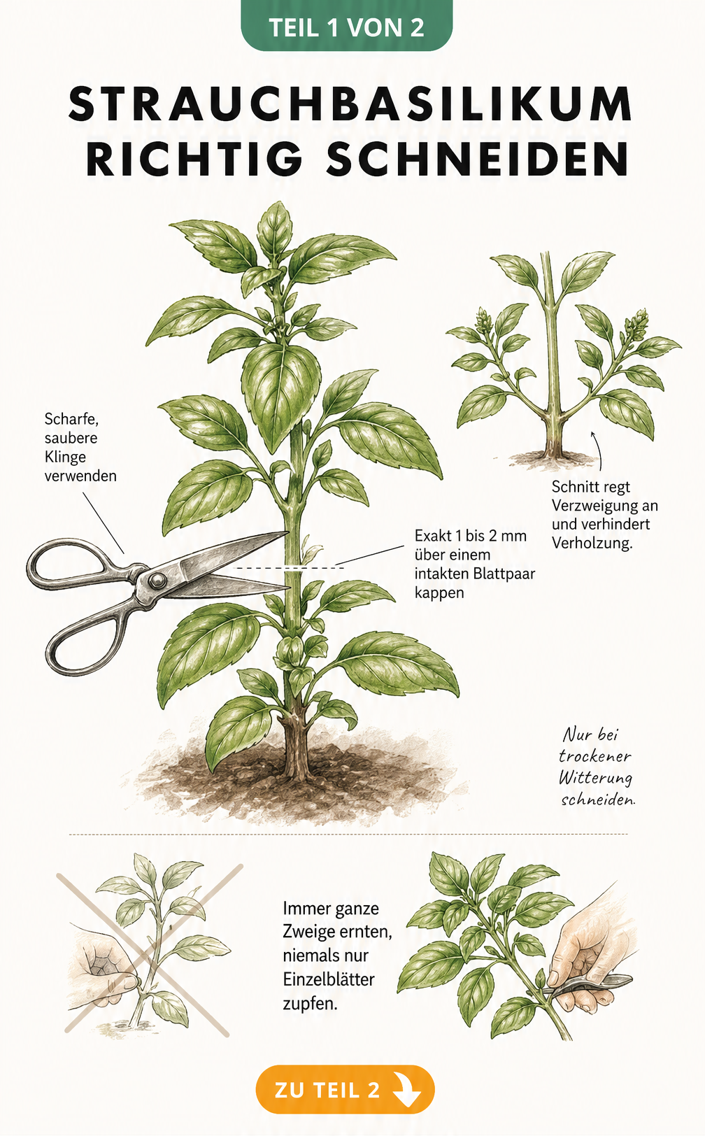Botanische Illustration eines Strauchbasilikum-Triebs, der mit einer Gartenschere exakt über einem Blattpaar abgeschnitten wird.