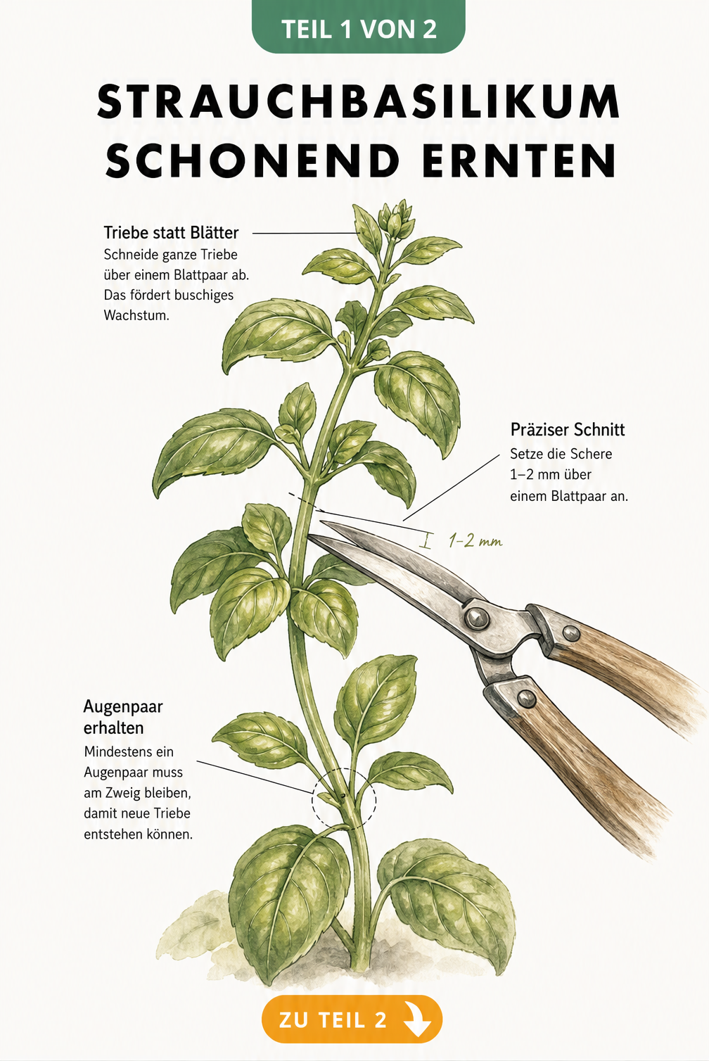 Botanische Illustration eines Strauchbasilikum-Triebes mit Gartenschere, die den exakten Schnittwinkel und Abstand über einem Blattpaar zeigt.