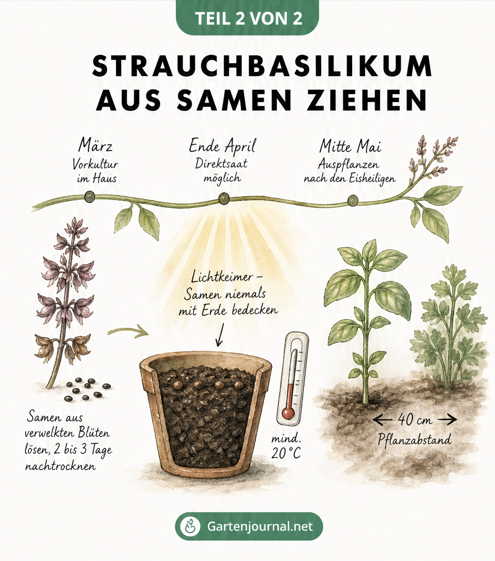 Botanische Illustration zur Vermehrung von Strauchbasilikum durch Stecklinge im Wasserglas und im Topf