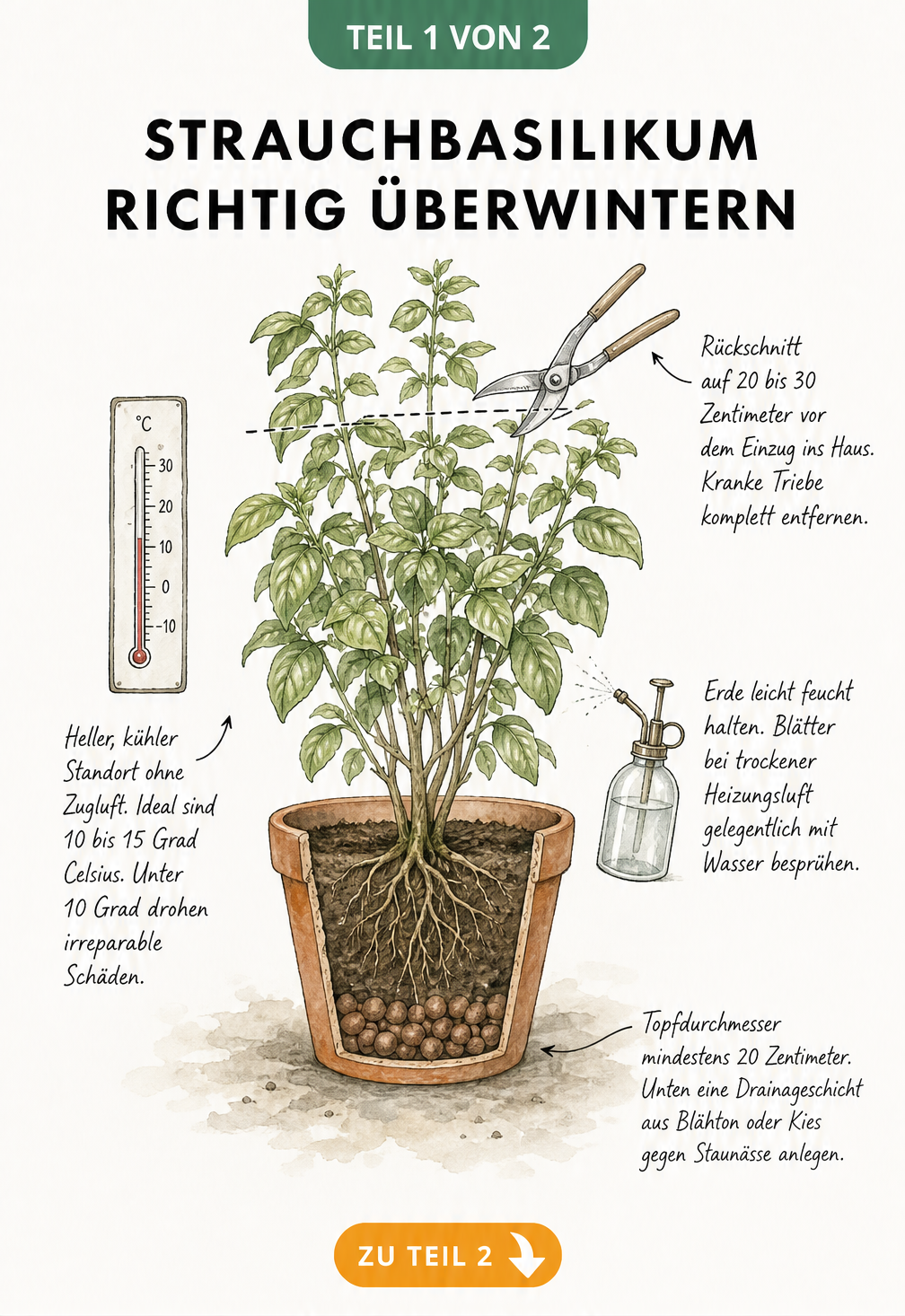 Botanische Illustration eines Strauchbasilikums im Terrakottatopfe mit Hinweisen zu Rückschnitt, Temperatur und Pflege