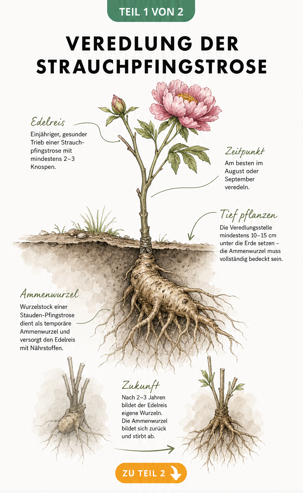 Botanische Querschnitt-Zeichnung der Ammen-Veredlung einer Strauchpfingstrose mit Edelreis und Ammenwurzel