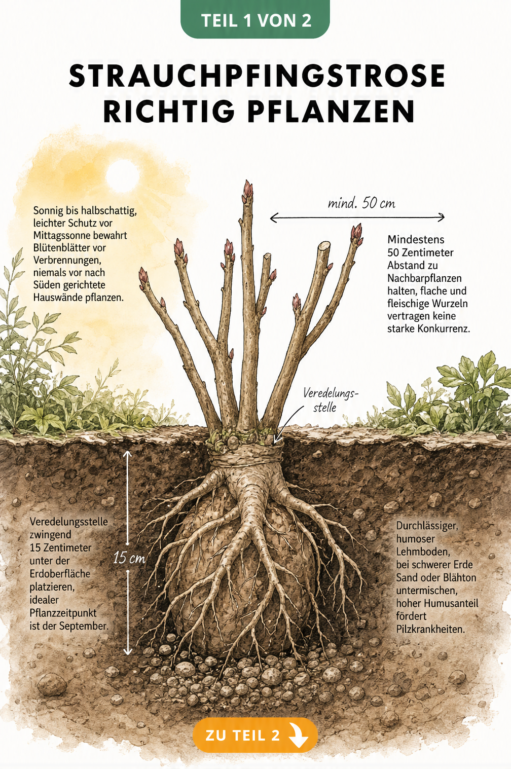Querschnitt-Illustration einer Strauchpfingstrose beim Pflanzen mit Wurzelballen, Veredelungsstelle und Erdschichten