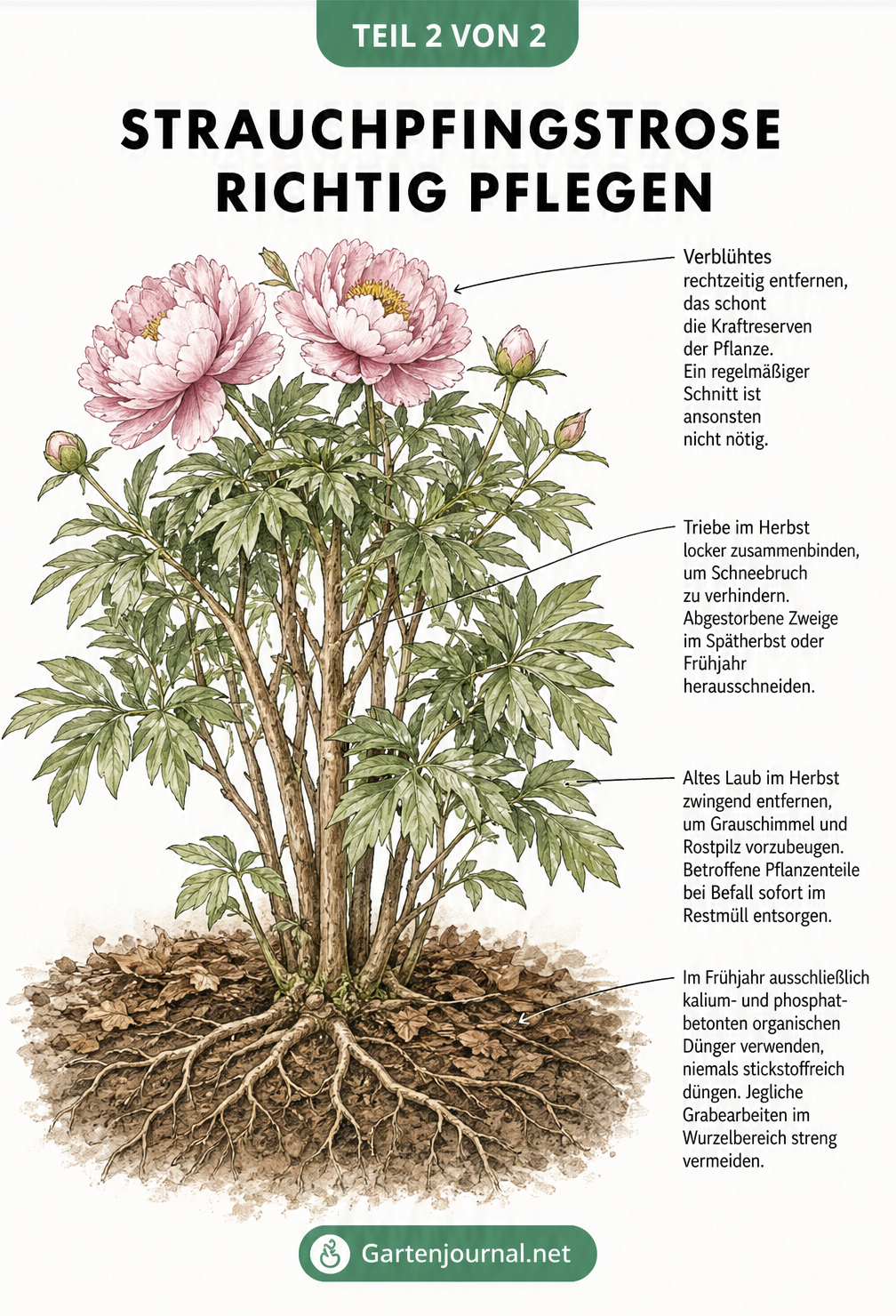 Illustration einer ausgewachsenen Strauchpfingstrose mit Hinweisen zu Schnitt, Überwinterung, Laubentfernung und Düngung
