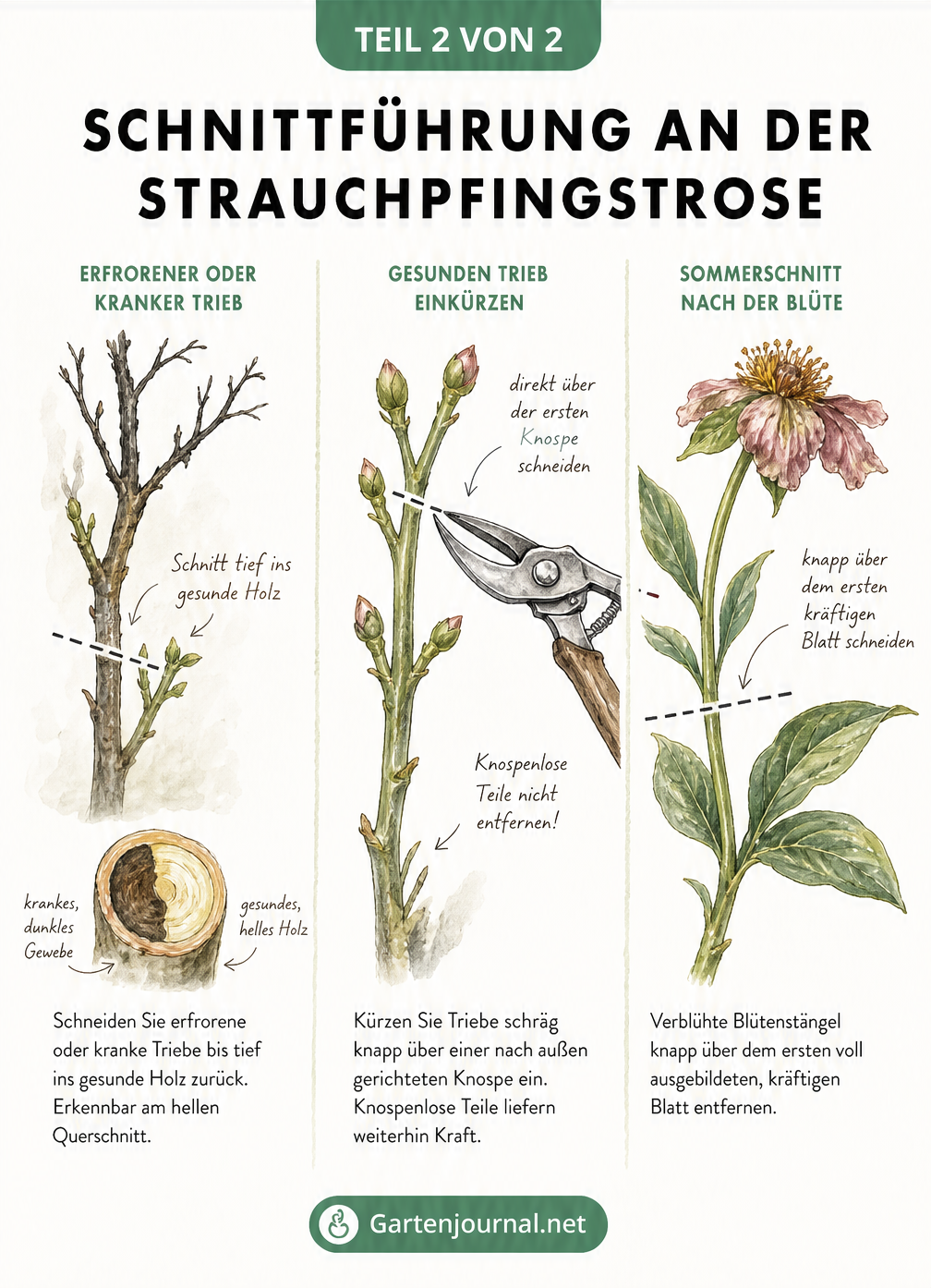 Detailzeichnung zur Schnittführung an der Strauchpfingstrose: Rückschnitt bis ins gesunde Holz, Schnitt über der Knospe und Sommerschnitt