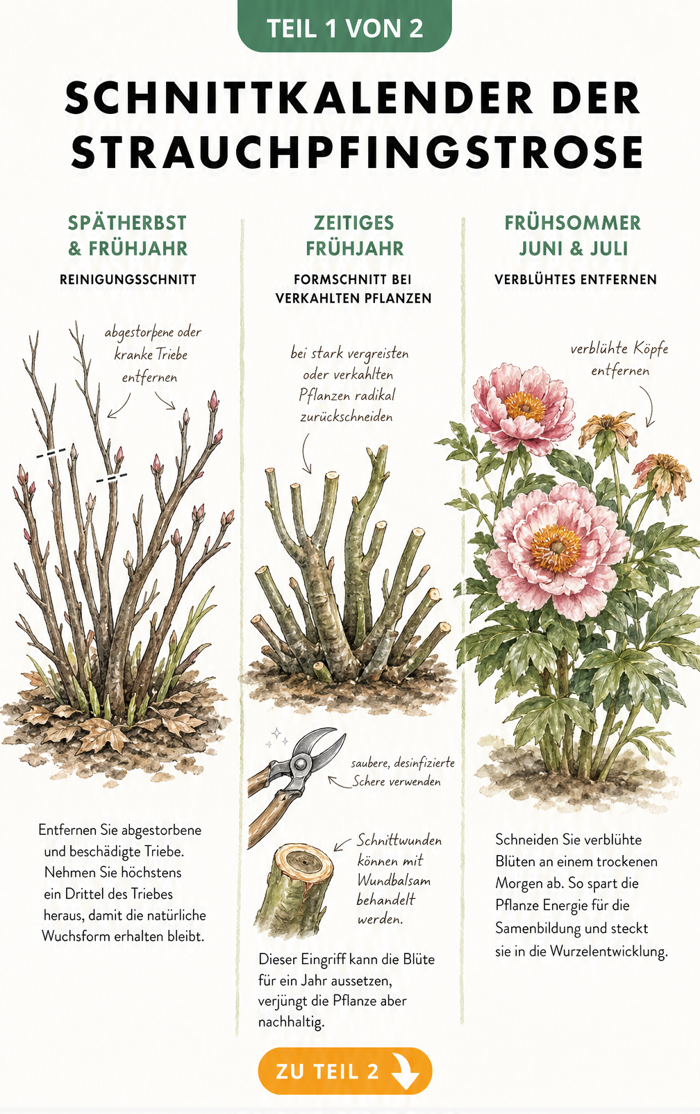 Botanische Illustration des Schnittkalenders einer Strauchpfingstrose mit Reinigungsschnitt, Formschnitt und Sommerschnitt
