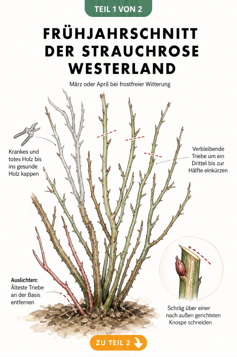 Botanische Illustration eines Westerland-Rosenstrauchs im Vorfrühling mit Markierungen für den Rückschnitt und das Auslichten der Triebe.