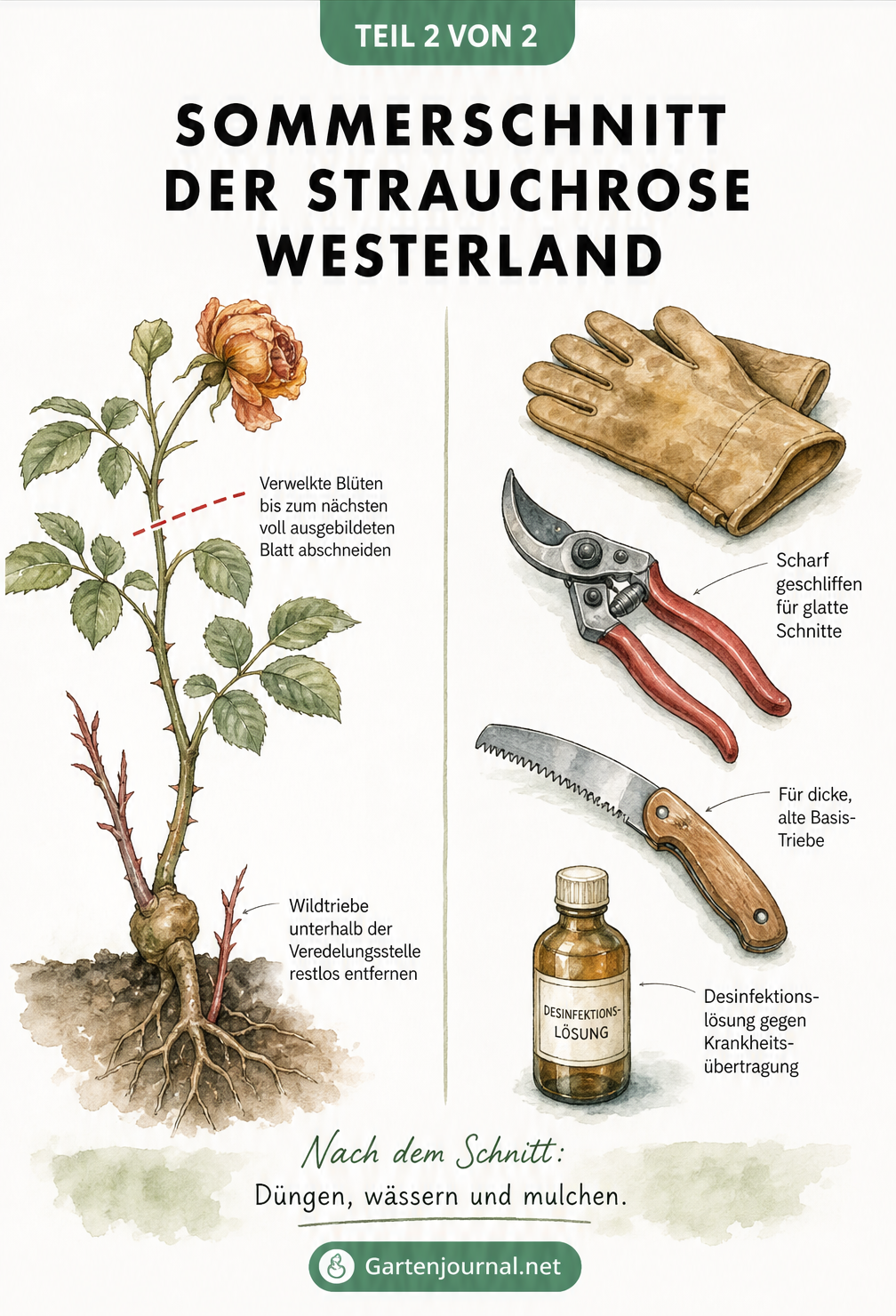 Aquarell-Zeichnung eines Rosentriebs mit verwelkter Blüte und Schnittmarkierung sowie Gartenwerkzeug wie Rosenschere, Klappsäge und Handschuhe.