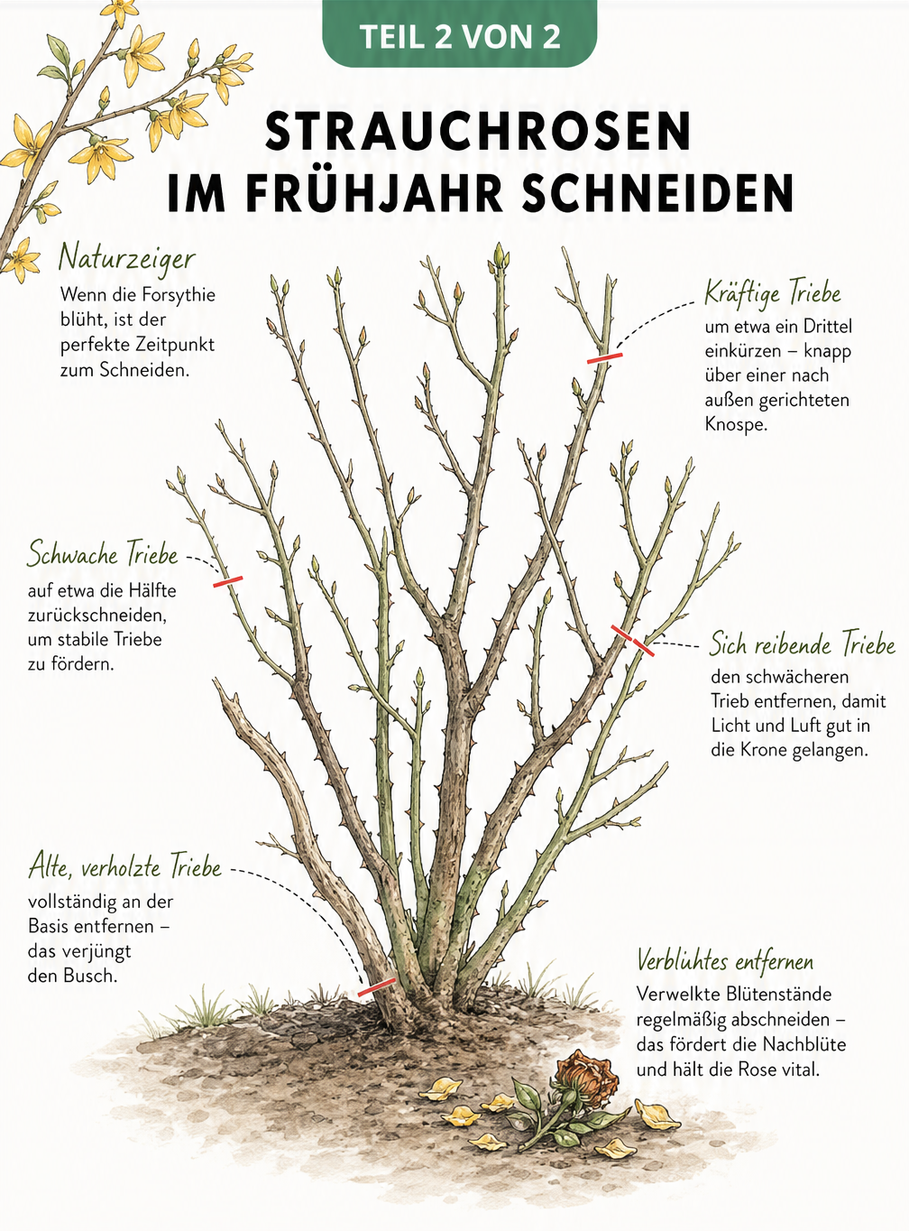 Skizze eines Strauchrosen-Busches mit roten Schnittlinien, die den Rückschnitt von kräftigen, schwachen und alten Trieben zeigen.