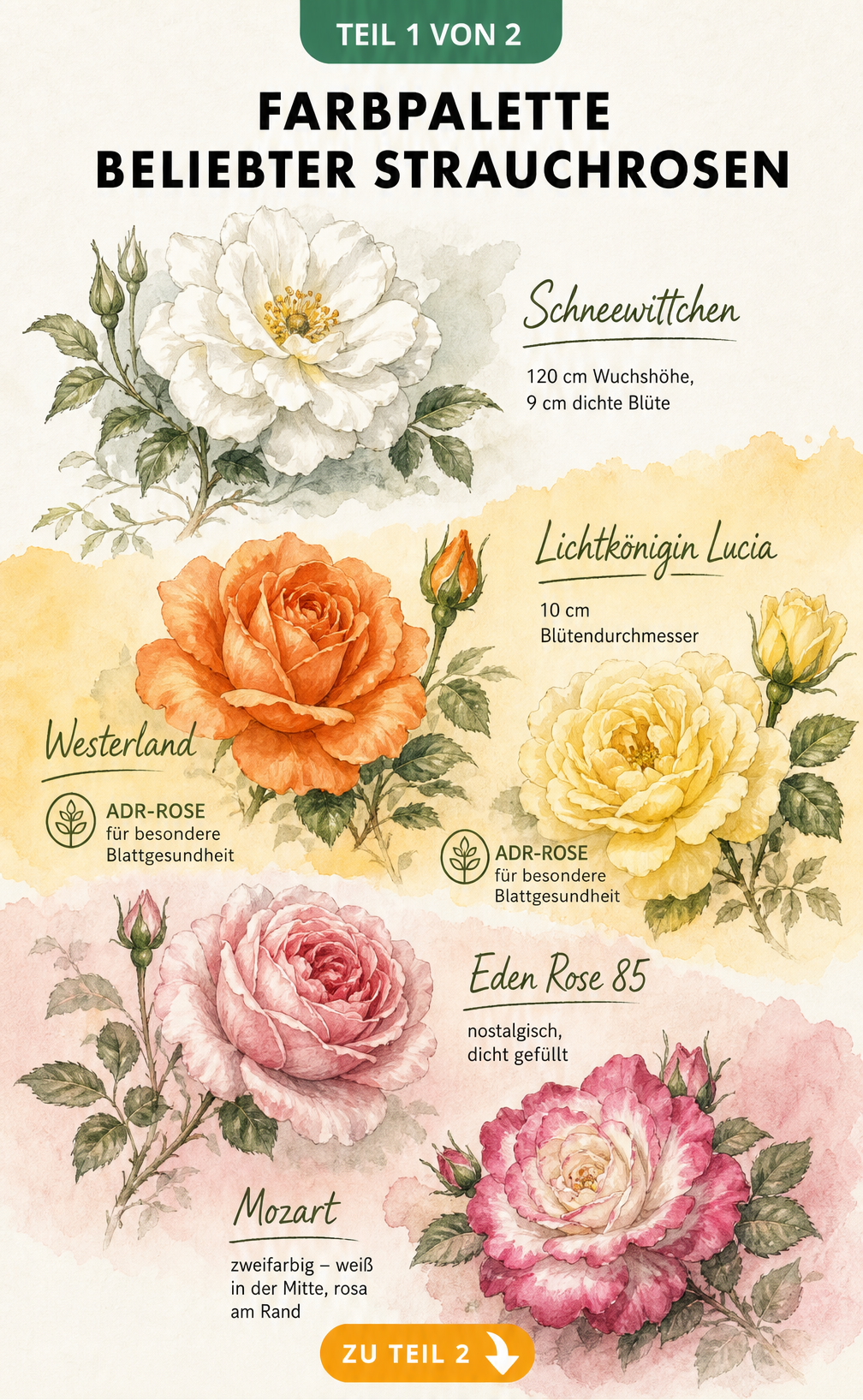 Aquarell-Illustration verschiedener Strauchrosen-Sorten nach Farben sortiert, darunter Schneewittchen, Westerland und Eden Rose 85