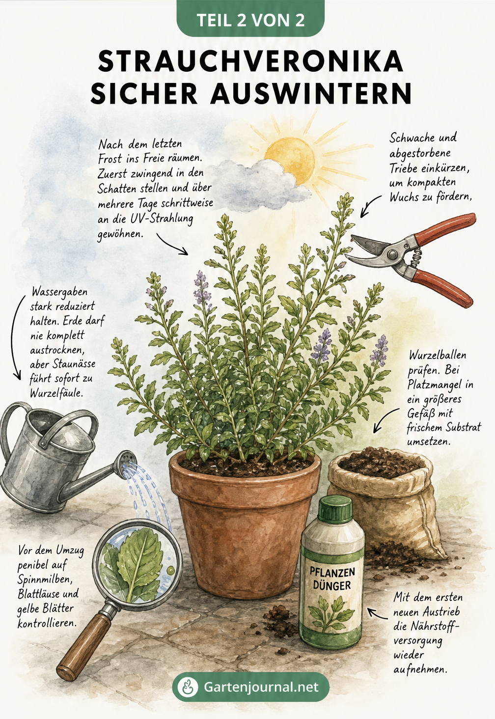 Illustration zur Auswinterung der Strauchveronika: Von der Schädlingskontrolle am Winterende über die langsame Gewöhnung an die Sonne bis zum Rückschnitt und...