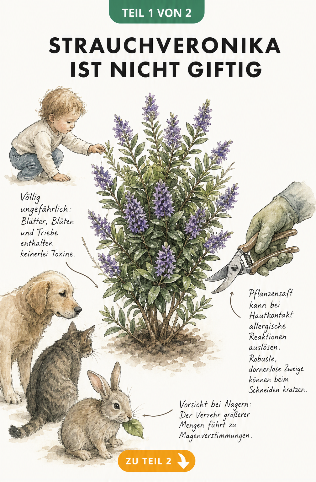 Botanische Skizze einer Strauchveronika, die zeigt, dass Blätter und Blüten für Kinder, Hunde und Katzen ungiftig sind, aber bei Nagern Magenverstimmungen...