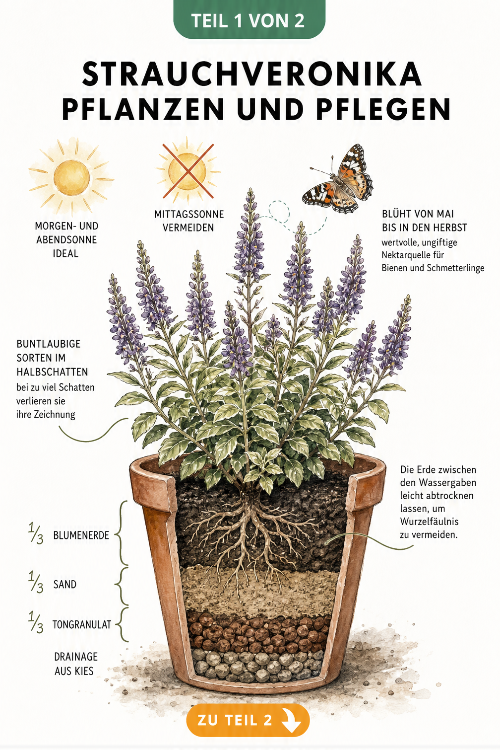 Botanische Illustration einer Strauchveronika im Topf mit Querschnitt der Erdschichten und Hinweisen zu Standort und Pflege