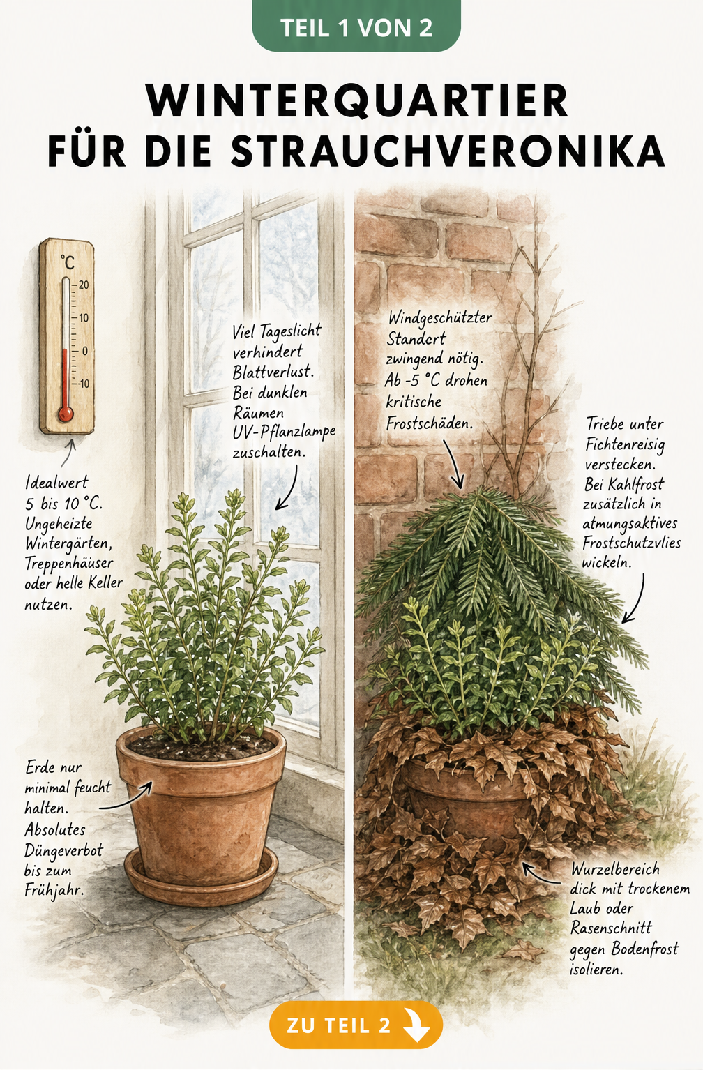 Illustration einer Strauchveronika im Winterquartier: Links im kühlen Innenraum bei 8 Grad, rechts im Freiland mit Laub und Fichtenreisig geschützt.