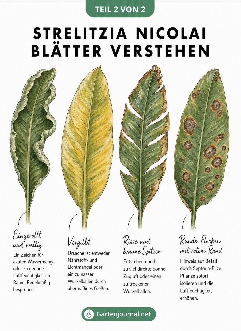 Illustration von vier Blättern der Strelitzia nicolai mit typischen Schadbildern wie gelben Verfärbungen und braunen Rissen